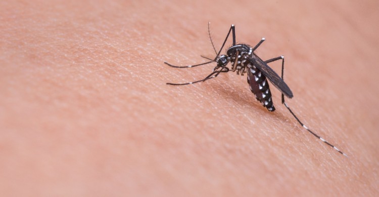 Zika