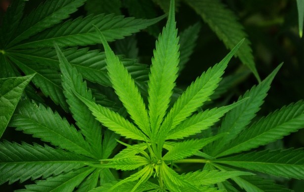 cannabis leaf