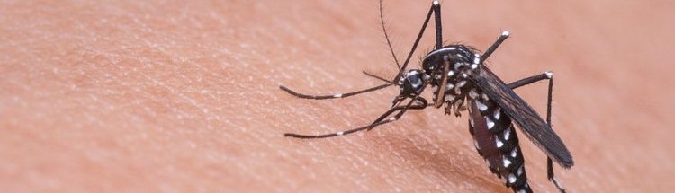mosquito