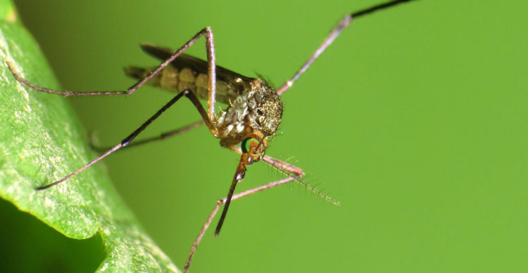 ZIKA1