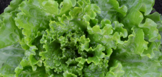 Lettuce and Recalls