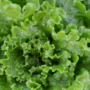 Lettuce and Recalls