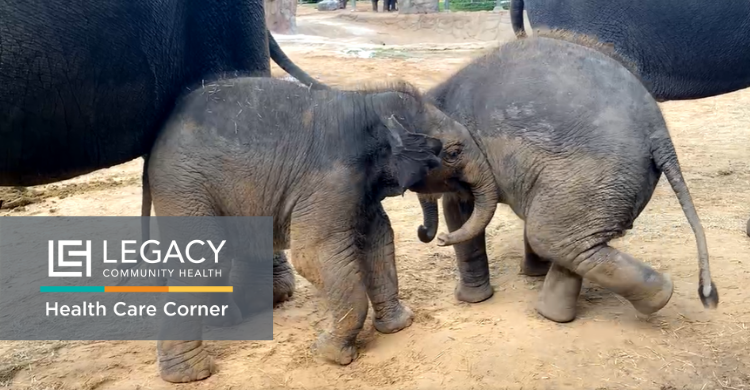 How We Care for our Older Asian Elephants - The Houston Zoo