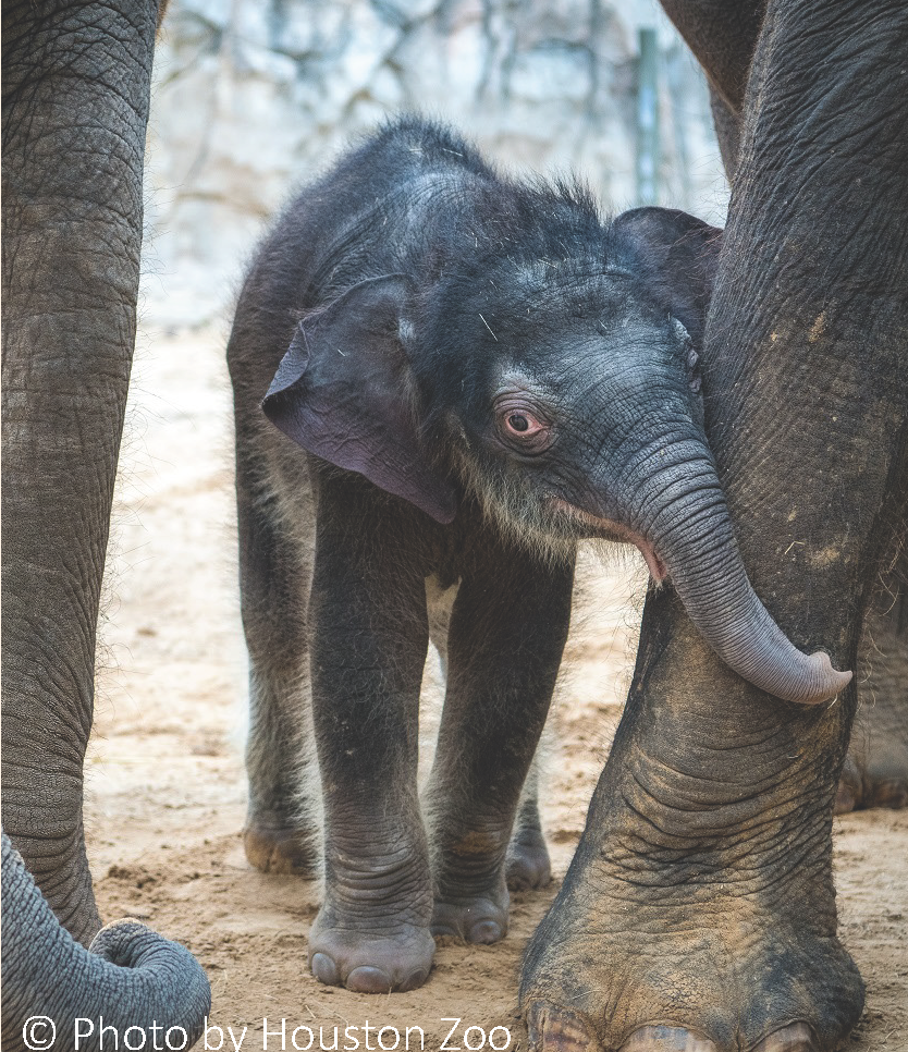 How We Care for our Older Asian Elephants - The Houston Zoo